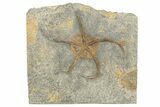 Ordovician Brittle Star (Ophiura) - Morocco #249043-1